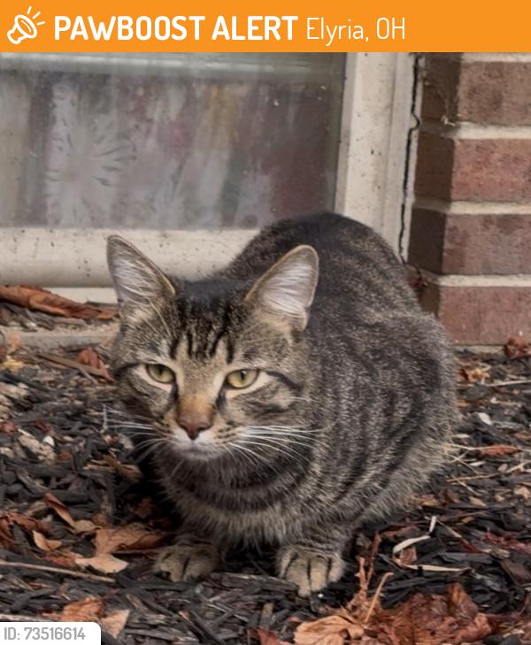 Found/Stray Male Cat last seen Washington Ave, by Elyria Baptist Church, Elyria, OH 44035
