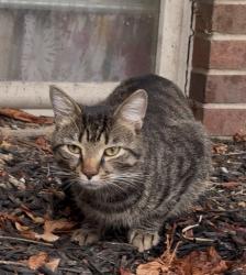 Found/Stray Male Cat last seen Washington Ave, by Elyria Baptist Church, Elyria, OH 44035