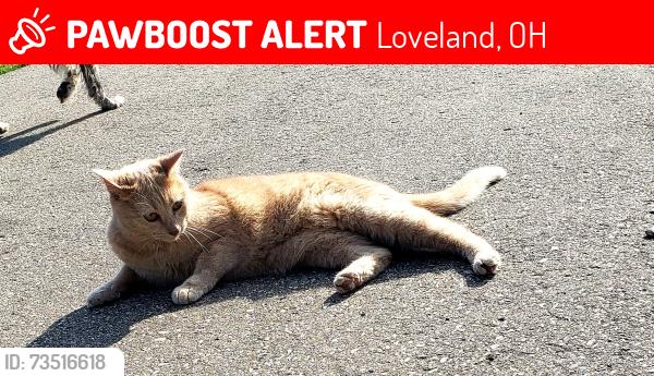 Lost Female Cat last seen Branch-Hill near Kirbys restaurant, Loveland, OH 45140
