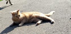 Lost Female Cat last seen Branch-Hill near Kirbys restaurant, Loveland, OH 45140