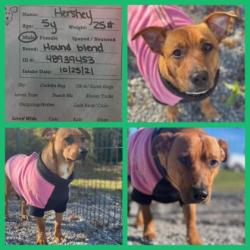 Shelter Stray Male Dog last seen Kodak Trailer Park, Sevier County, TN, 1008 Old Knoxville Hwy, Sevierville, TN 37862, USA