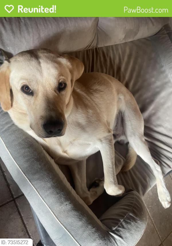 Reunited Male Dog last seen Near the New Hope Publix, Paulding County, GA 30132