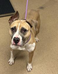 Shelter Stray Female Dog last seen Near Fannin Dr, 30038, GA, 3280 Chamblee Dunwoody Rd, Chamblee, GA 30341, USA