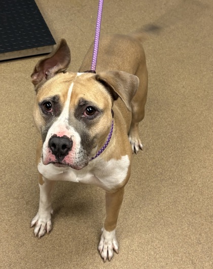 Shelter Stray Female Dog last seen Near Fannin Dr, 30038, GA, 3280 Chamblee Dunwoody Rd, Chamblee, GA 30341, USA