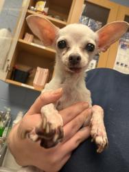 Shelter Stray Female Dog last seen Near Panola Road, Lithonia, GA, 30058, 30058, GA, 3280 Chamblee Dunwoody Rd, Chamblee, GA 30341, USA