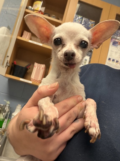 Shelter Stray Female Dog last seen Near Panola Road, Lithonia, GA, 30058, 30058, GA, 3280 Chamblee Dunwoody Rd, Chamblee, GA 30341, USA
