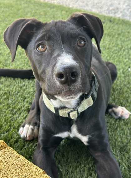 Shelter Stray Female Dog last seen S Chestnut Ave & N Nebraska Ave, Fresno Zone Fresno CO 3 93725, CA, 1510 W Dan Ronquillo Dr, Fresno, CA 93706, USA