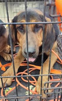 Shelter Stray Unknown Dog last seen Near CHamblee Tucker Rd Tucker GA 30084, 30084, GA, 3280 Chamblee Dunwoody Rd, Chamblee, GA 30341, USA