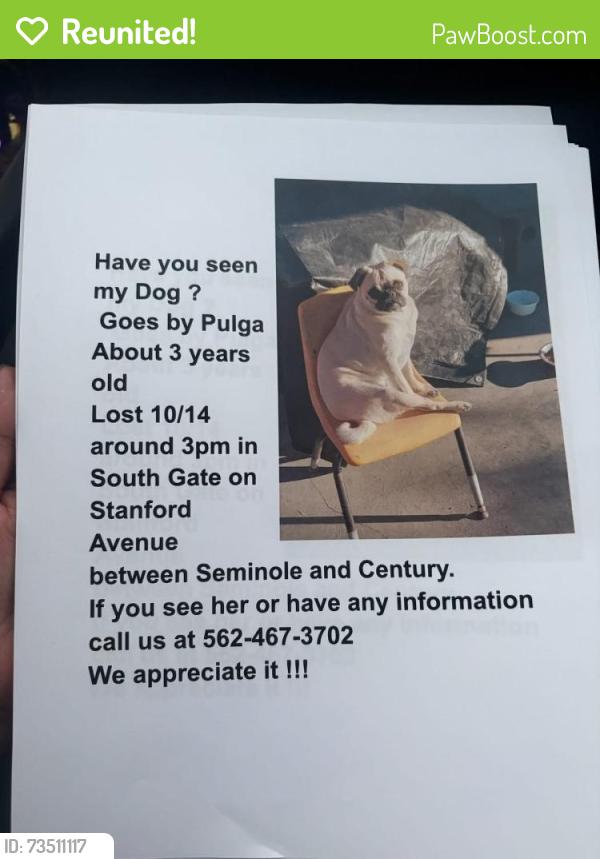 Reunited Female Dog last seen Century and Seminole, South Gate, CA 90280