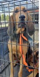 Shelter Stray Unknown Dog last seen Near CHamblee Tucker Rd Tucker GA 30084, 30084, GA, 3280 Chamblee Dunwoody Rd, Chamblee, GA 30341, USA