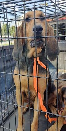Shelter Stray Unknown Dog last seen Near CHamblee Tucker Rd Tucker GA 30084, 30084, GA, 3280 Chamblee Dunwoody Rd, Chamblee, GA 30341, USA