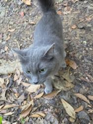 Found/Stray Unknown Cat last seen At Hahn Woods Park near Emory, Atlanta, GA 30322