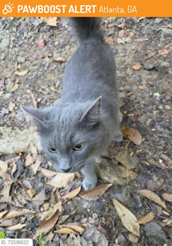 Found/Stray Unknown Cat last seen At Hahn Woods Park near Emory, Atlanta, GA 30322