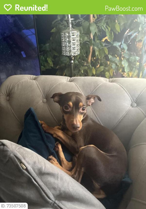 Reunited Female Dog last seen Division & Main st, Crete, IL 60417