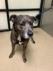 Shelter Stray Male Dog last seen Near Benbrook Blvd, West District, TX, 355 Hillshire Dr, Haslet, TX 76052, USA