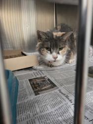 Shelter Stray Female Cat last seen wilson crossing, Cedar Hill, TX, 1150 E Pleasant Run Rd, Cedar Hill, TX 75104, USA