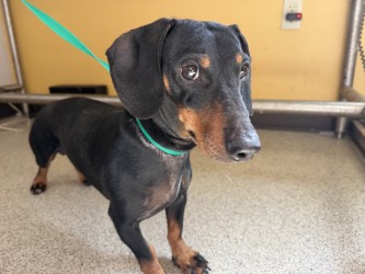 Shelter Stray Male Dog last seen Parkwood & Grand Cayman, 75149, TX, 1650 Gross Rd, Mesquite, TX 75149, USA