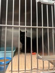 Shelter Stray Female Cat last seen Hague and 196th St, Noblesville City, IN, 10501 Hague Rd, Fishers, IN 46038, USA