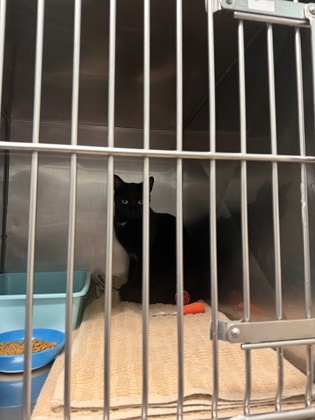 Shelter Stray Female Cat last seen Hague and 196th St, Noblesville City, IN, 10501 Hague Rd, Fishers, IN 46038, USA