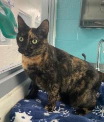 Shelter Stray Female Cat last seen Near portland St, unit 3, 21230, MD, 2490 Giles Rd, Baltimore, MD 21225, USA