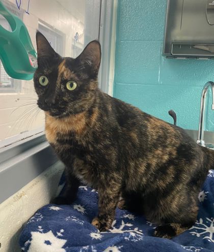 Shelter Stray Female Cat last seen Near portland St, unit 3, 21230, MD, 2490 Giles Rd, Baltimore, MD 21225, USA