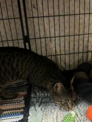 Shelter Stray Male Cat last seen W HALLS RIVER ROAD, Homosassa, FL, 4030 S Airport Rd, Inverness, FL 34450, USA