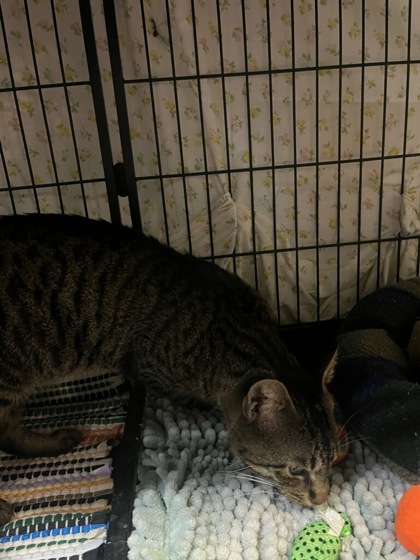 Shelter Stray Male Cat last seen W HALLS RIVER ROAD, Homosassa, FL, 4030 S Airport Rd, Inverness, FL 34450, USA