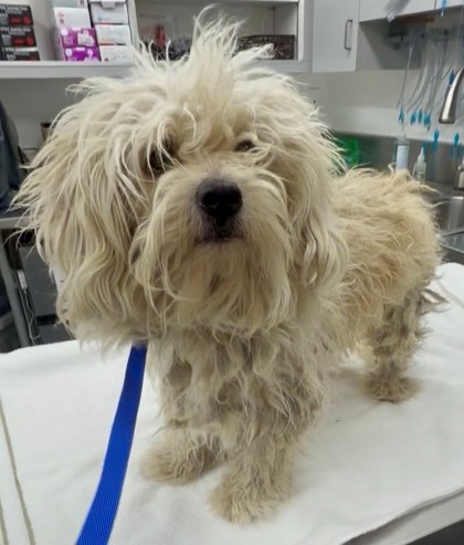 Shelter Stray Male Dog last seen South H and Ming, City, CA, 3000 Gibson St, Bakersfield, CA 93308, USA