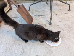 Found/Stray Unknown Cat last seen East 23rd Street and 13th Avenue, Oakland 94606, Oakland, CA 94606