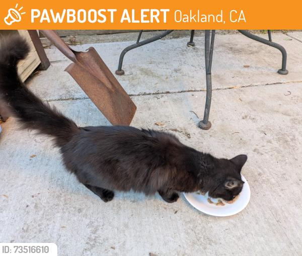 Found/Stray Unknown Cat last seen East 23rd Street and 13th Avenue, Oakland 94606, Oakland, CA 94606