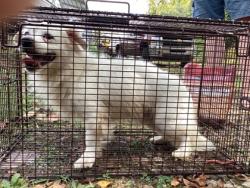 Shelter Stray Male Dog last seen Near Beaman Lake Rd, City of Knoxville ASO, TN, 3201 Division St, Knoxville, TN 37919, USA