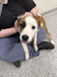 Shelter Stray Female Dog last seen Near Morris Rd, Knox County GP, TN, 3201 Division St, Knoxville, TN 37919, USA