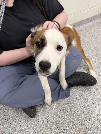 Shelter Stray Female Dog last seen Near Morris Rd, Knox County GP, TN, 3201 Division St, Knoxville, TN 37919, USA