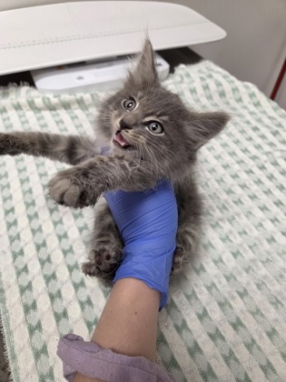 Shelter Stray Male Cat last seen Nut Plains Dr, Rancho Cordova,, 6201 Florin Perkins Rd, Sacramento, CA 95828, USA