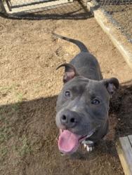 Shelter Stray Male Dog last seen Near peters street, Atlanta, GA, 1251 Fulton Industrial Blvd NW, Atlanta, GA 30336, USA