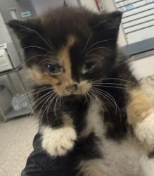 Shelter Stray Female Cat last seen Near Dallas Cherryville Hwy, Dallas, NC, 1491 Business Park Ct, Gastonia, NC 28052, USA