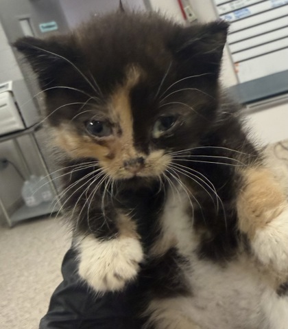 Shelter Stray Female Cat last seen Near Dallas Cherryville Hwy, Dallas, NC, 1491 Business Park Ct, Gastonia, NC 28052, USA