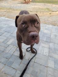 Shelter Stray Male Dog last seen Near Palm Dr., East Point, GA, 1251 Fulton Industrial Blvd NW, Atlanta, GA 30336, USA