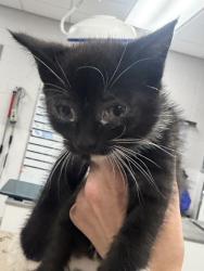 Shelter Stray Male Cat last seen Near Dallas Cherryville Hwy, Dallas, NC, 1491 Business Park Ct, Gastonia, NC 28052, USA