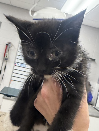 Shelter Stray Male Cat last seen Near Dallas Cherryville Hwy, Dallas, NC, 1491 Business Park Ct, Gastonia, NC 28052, USA