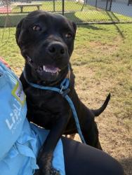 Shelter Stray Female Dog last seen Near Campbellton Road SW, South Fulton, GA, 1251 Fulton Industrial Blvd NW, Atlanta, GA 30336, USA