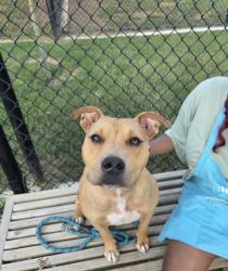 Shelter Stray Female Dog last seen Near AVON AVE SW, Atlanta, GA, 1251 Fulton Industrial Blvd NW, Atlanta, GA 30336, USA