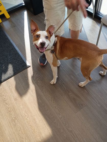 Shelter Stray Male Dog last seen Near Perry Blvd, Atlanta, GA, 1251 Fulton Industrial Blvd NW, Atlanta, GA 30336, USA