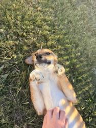 Shelter Stray Female Dog last seen Antioch Road, Bridgeton, NC, 1639 Old Airport Rd, New Bern, NC 28562, USA
