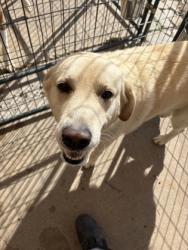 Shelter Stray Male Dog last seen Near BLK Hines, District 3 - East Cleburne, TX, 2375 Service Dr, Cleburne, TX 76033, USA
