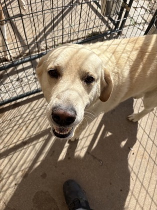 Shelter Stray Male Dog last seen Near BLK Hines, District 3 - East Cleburne, TX, 2375 Service Dr, Cleburne, TX 76033, USA