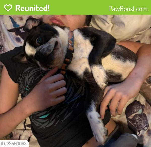 Reunited Male Dog last seen Bethlehem Rd, Boones Mill, VA 24065