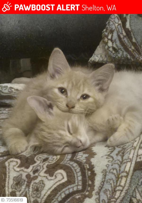 Lost Female Cat last seen Queens rd, Shelton, WA 98584
