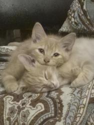 Lost Female Cat last seen Queens rd, Shelton, WA 98584