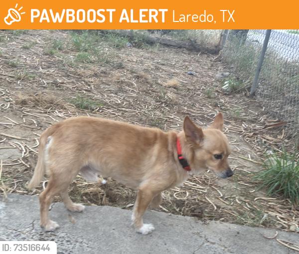 Found/Stray Male Dog last seen Corner of Frost St and McPherson Ave, Laredo, TX 78040